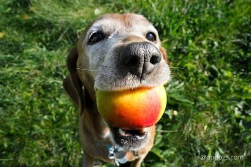 can dogs eat peaches