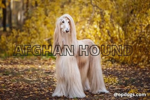 Top 10 Big White Fluffy Dog Breeds - Over Powered Dogs