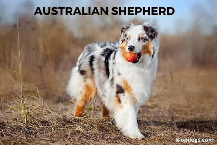 shepherd dog breeds