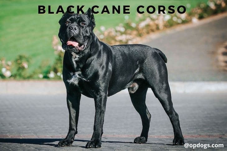 black dog breeds