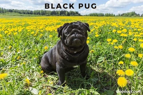 pug