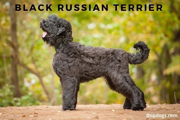 black dog breeds