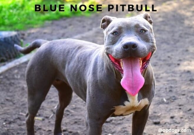 Blue Pitbull - Dog Breed Information - Over Powered Dogs