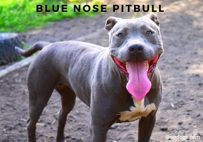 blue pitbull