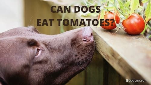 can dogs eat tomatoes