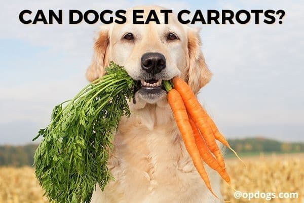 can dogs eat carrots