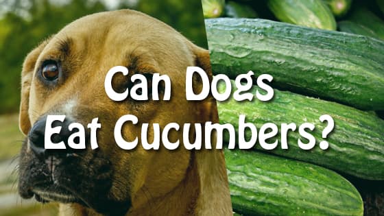 can dogs eat cucumbers