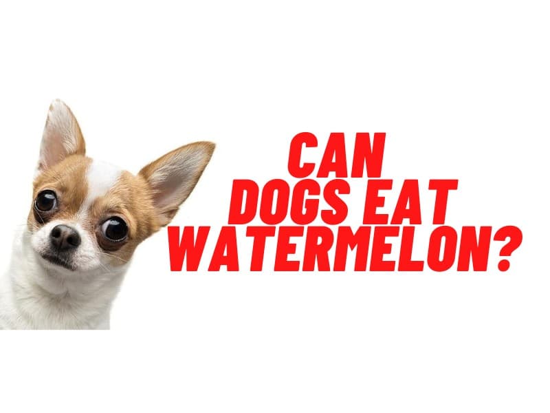 can dogs eat watermelon