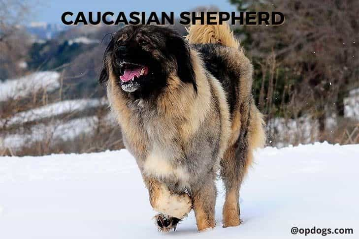 caucasian shepherd