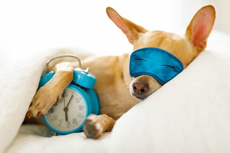 Why Do Dogs Sleep So Much? Over Powered Dogs