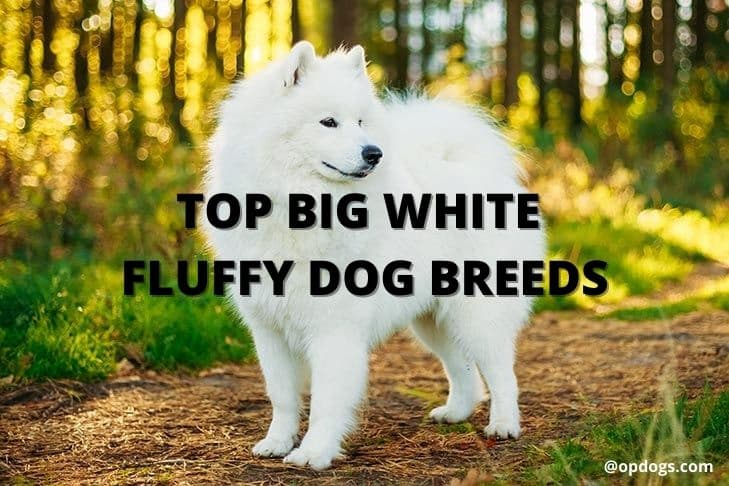 Top 10 Big White Fluffy Dog Breeds Over Powered Dogs