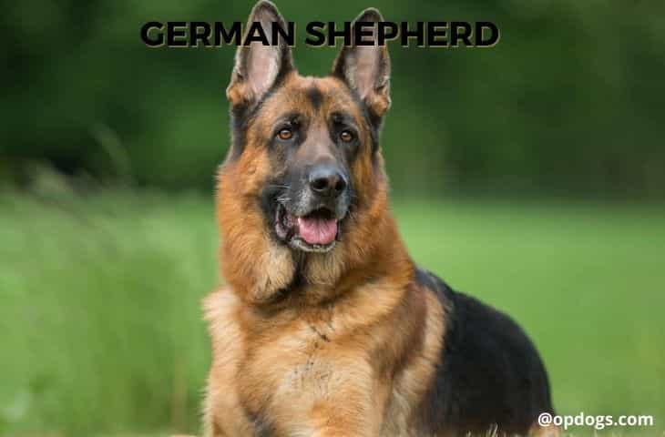 best dog food for german shepherds