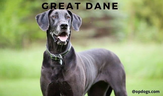 great dane