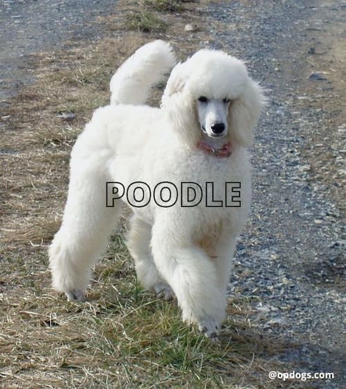 big white fluffy dog