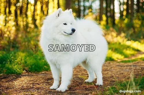 big white fluffy dog