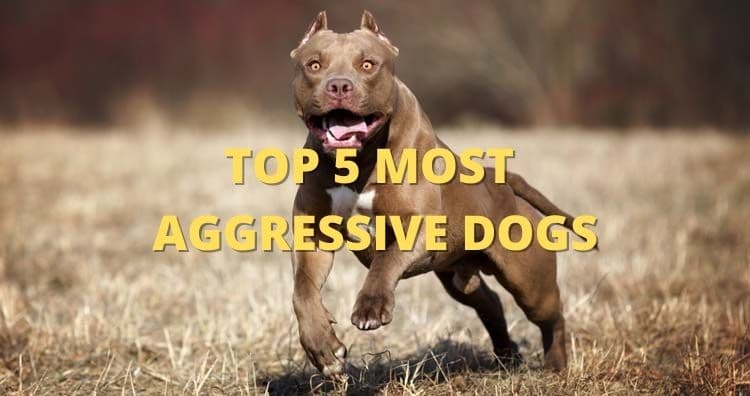 Top 5 Most Aggressive Dog Breeds - Over Powered Dogs