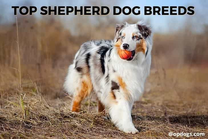 shepherd dog breeds