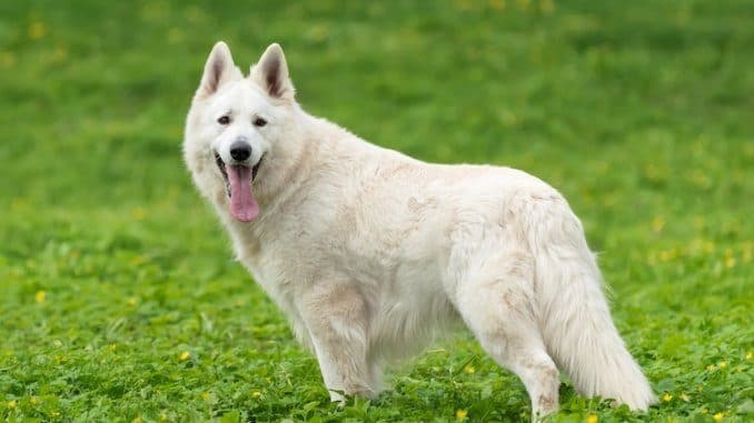 white german shepherd