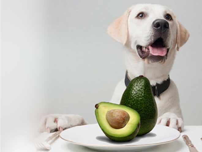 can dogs eat avocado