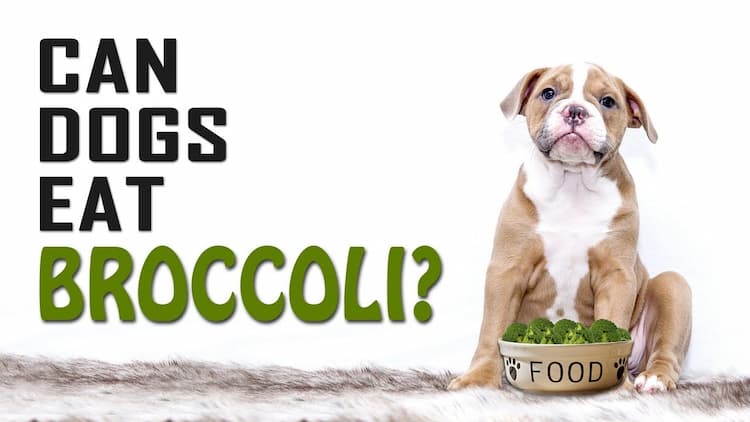 can dogs eat broccoli