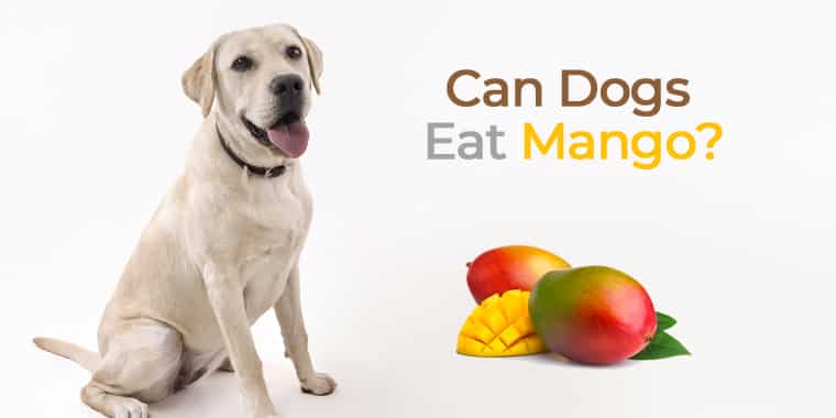 can dogs eat mango