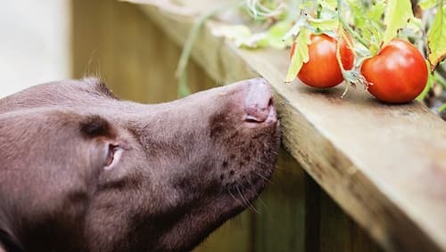 can dogs eat tomatoes