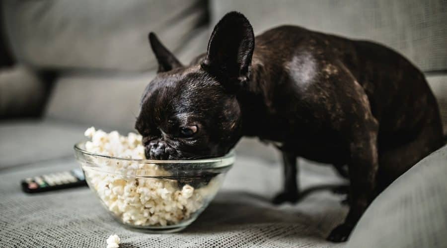 Is popcorn bad for puppies hotsell