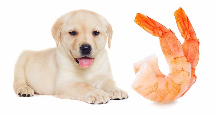 can dogs eat shrimp