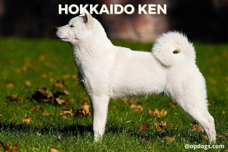 japanese dog breeds