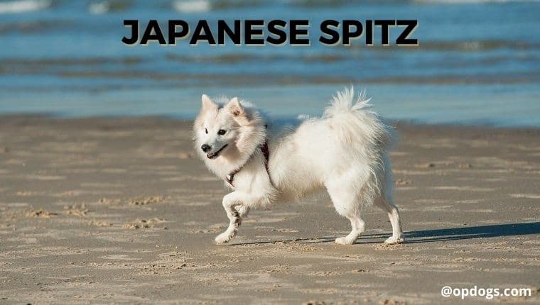 japanese spitz