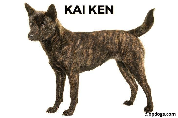 japanese dog breeds