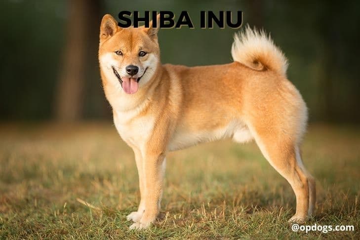 japanese dog breeds