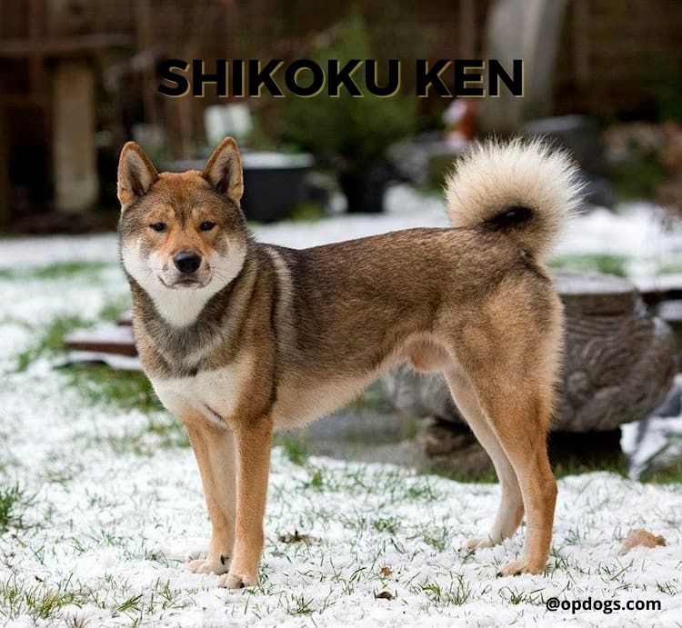 japanese dog breeds