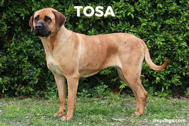 tosa dog