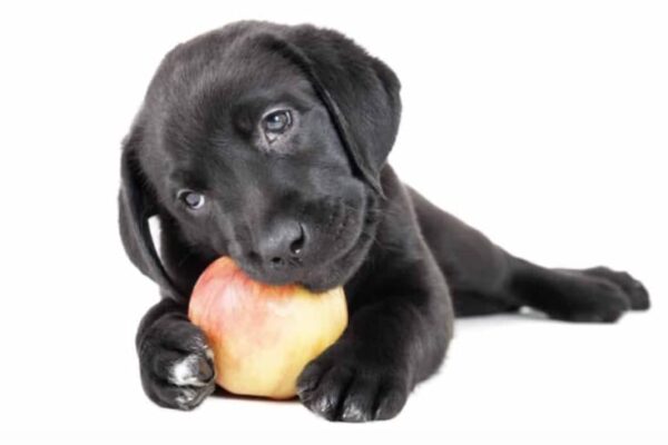 can dogs have apples