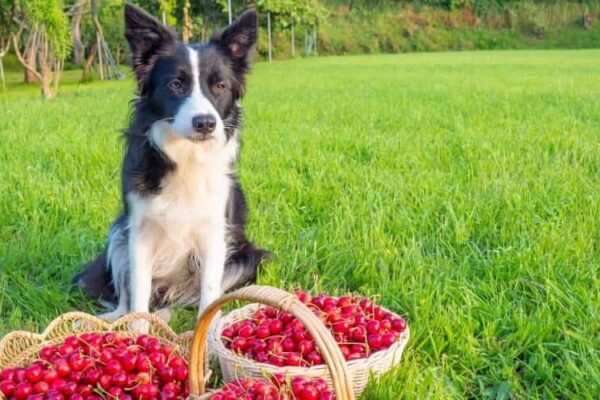 Can Dogs Eat Cherries