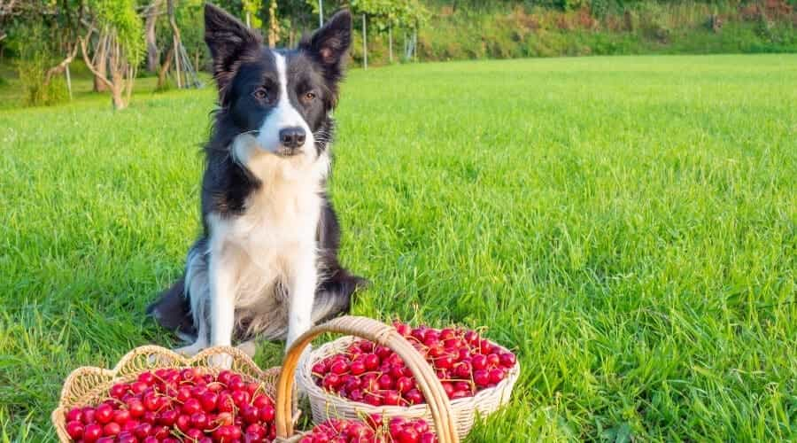 Can Dogs Eat Cherries