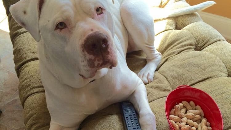 Can Dogs Eat Peanuts Over Powered Dogs