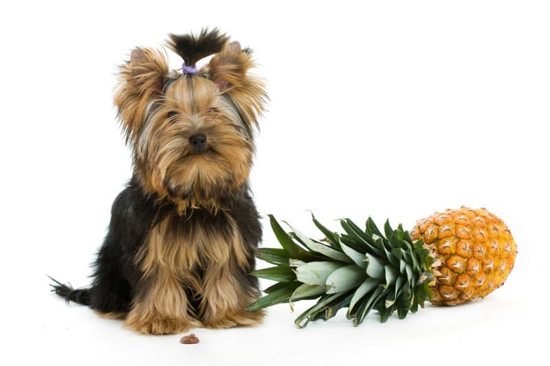 can dogs eat pineapple