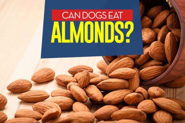 can dogs eat almonds