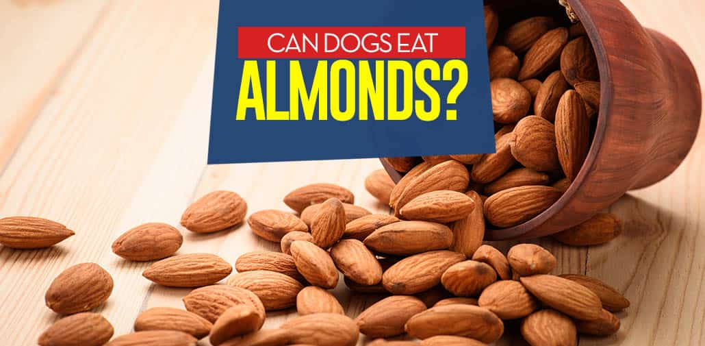 can dogs eat almonds