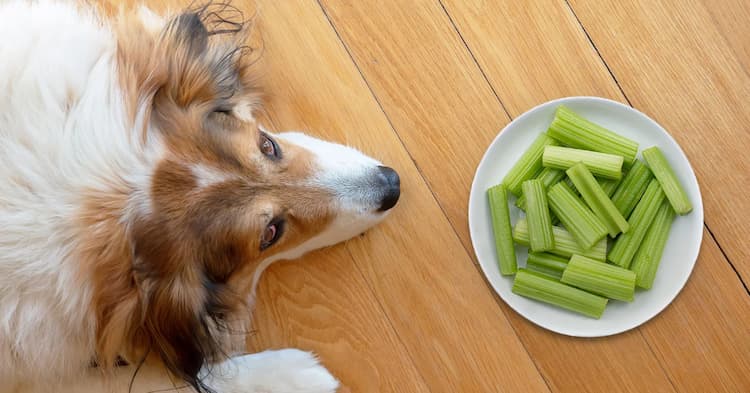 can dogs eat celery