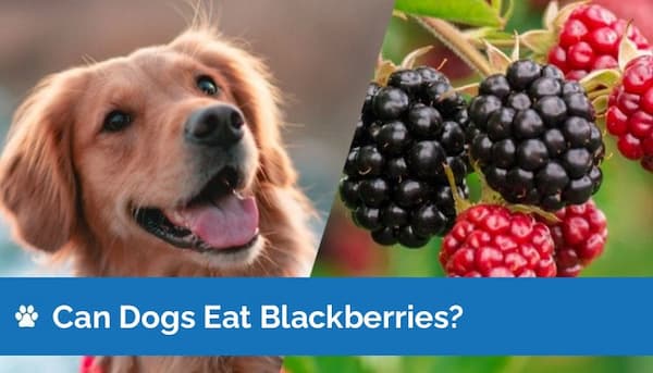 can dogs eat blackberries