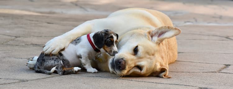 calmest dog breeds