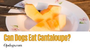 Can Dogs Eat Broccoli? - Over Powered Dogs