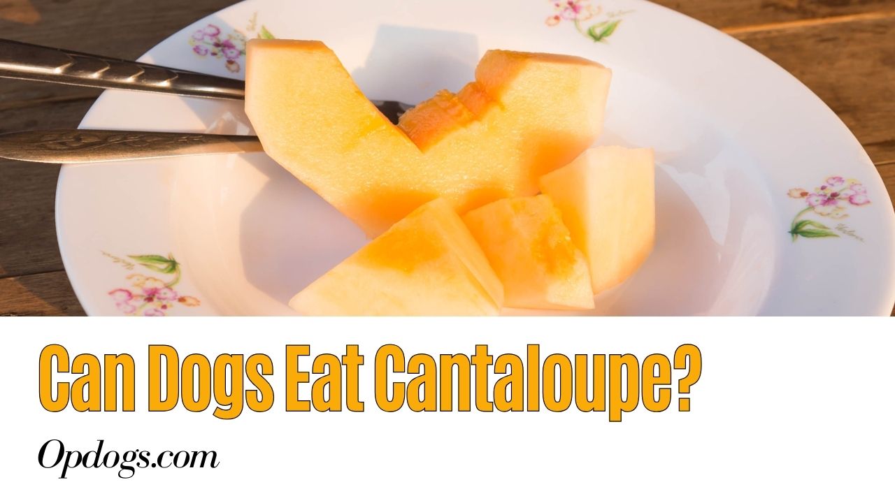 Can Dogs Eat Cantaloupe